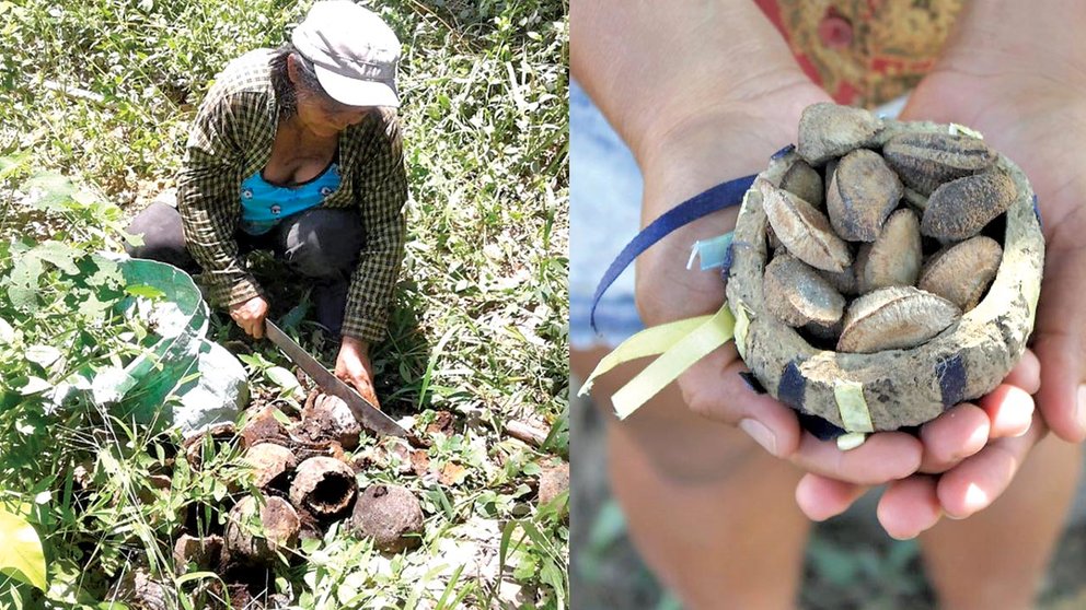 Mecanización de la industria de castañas afecta a cientos de mujeres bolivianas