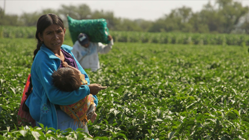 México: Mujeres jornaleras agrícolas migrantes carecen de derechos