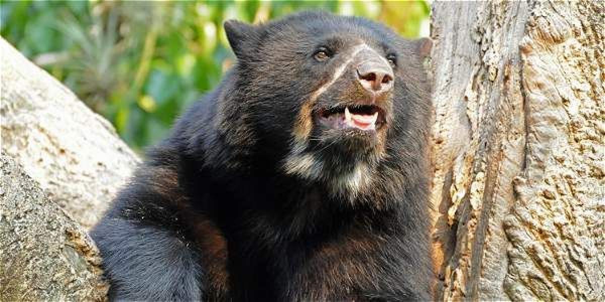 Niñas, niños, jóvenes y campesinos unen fuerzas para preservar el hábitat del oso en la Amazonía Colombia