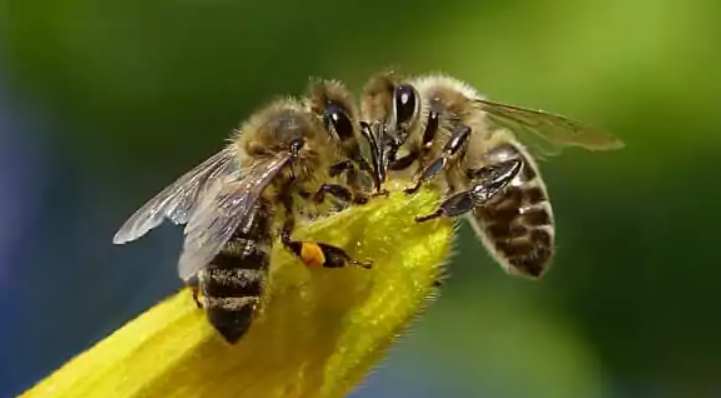 Bolivia: El papel clave de las abejas en la producción de soya y la biodiversidad