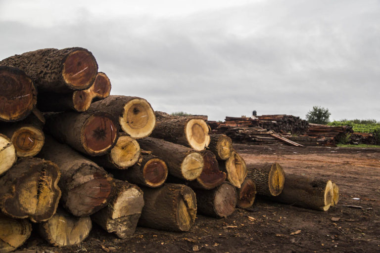 Deforestación del Gran Chaco: Una crisis ambiental que amenaza a América Latina