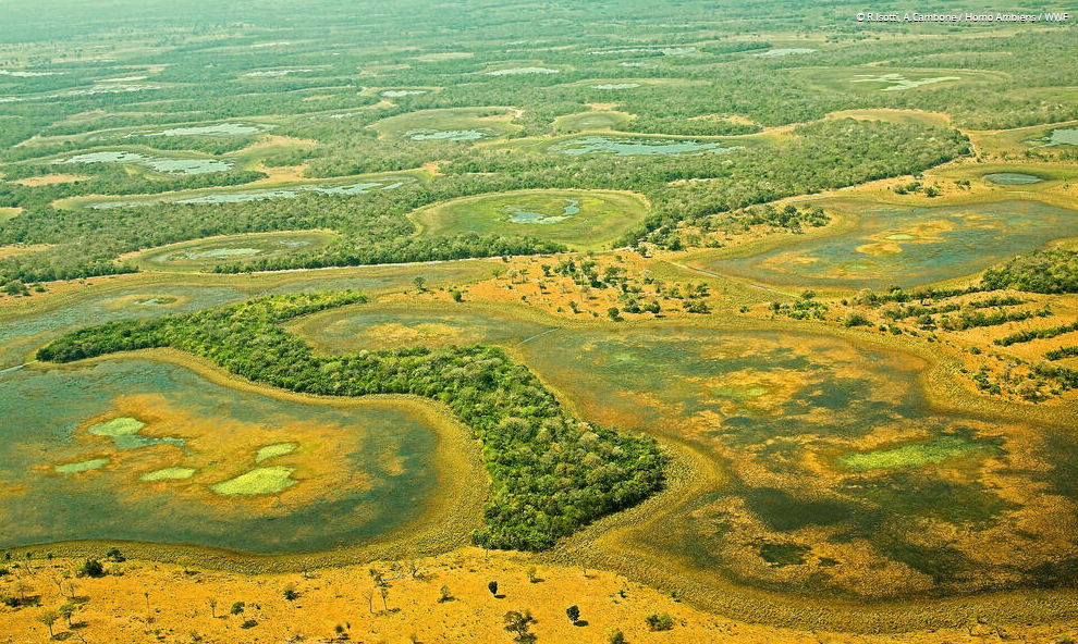 El Pantanal, un humedal biodiverso presente en tres países, es amenazado constante