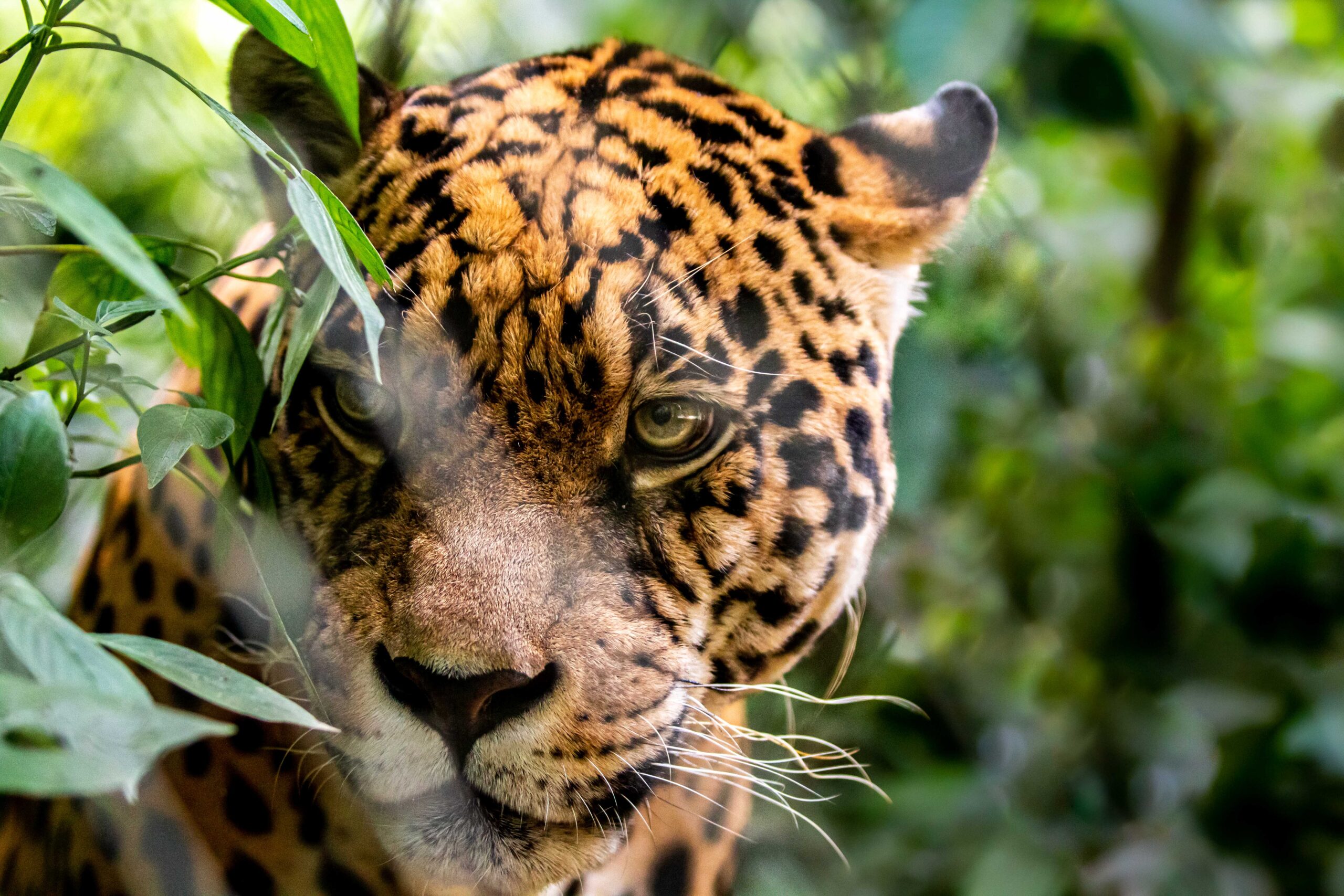 Bolivia: Tribunal Agroambiental emite resolución para proteger al jaguar, a su hábitat y a defensores de la Naturaleza