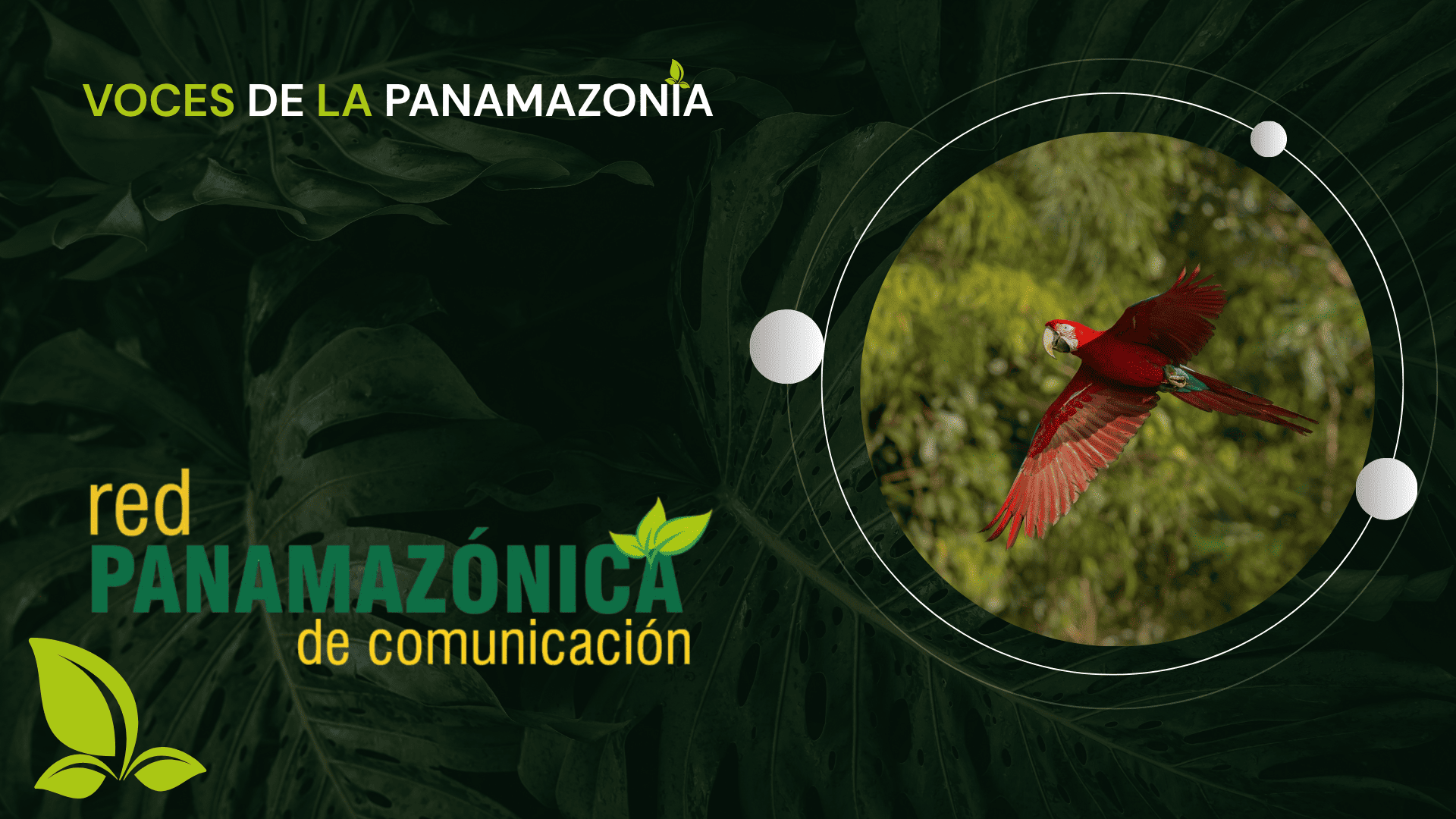 Voces de la Panamazonía 20-11-2025