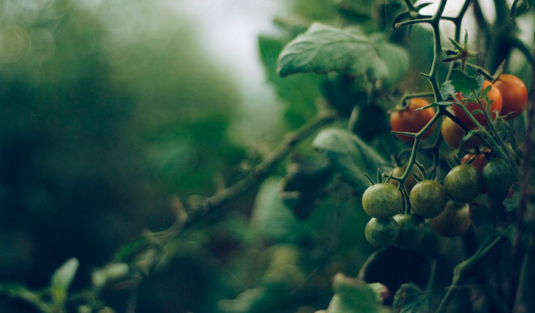 Agricultura sostenible en América Latina y el Caribe