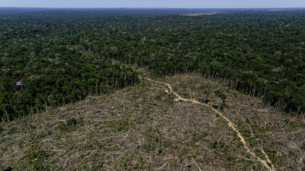 Voces de la Panamazonía 08 de mayo