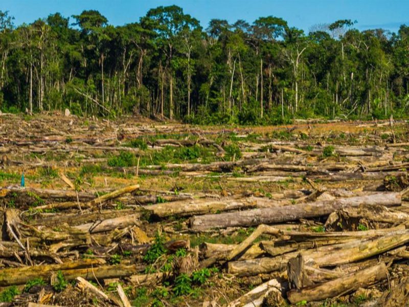 Voces de la Panamazonía 19 de junio