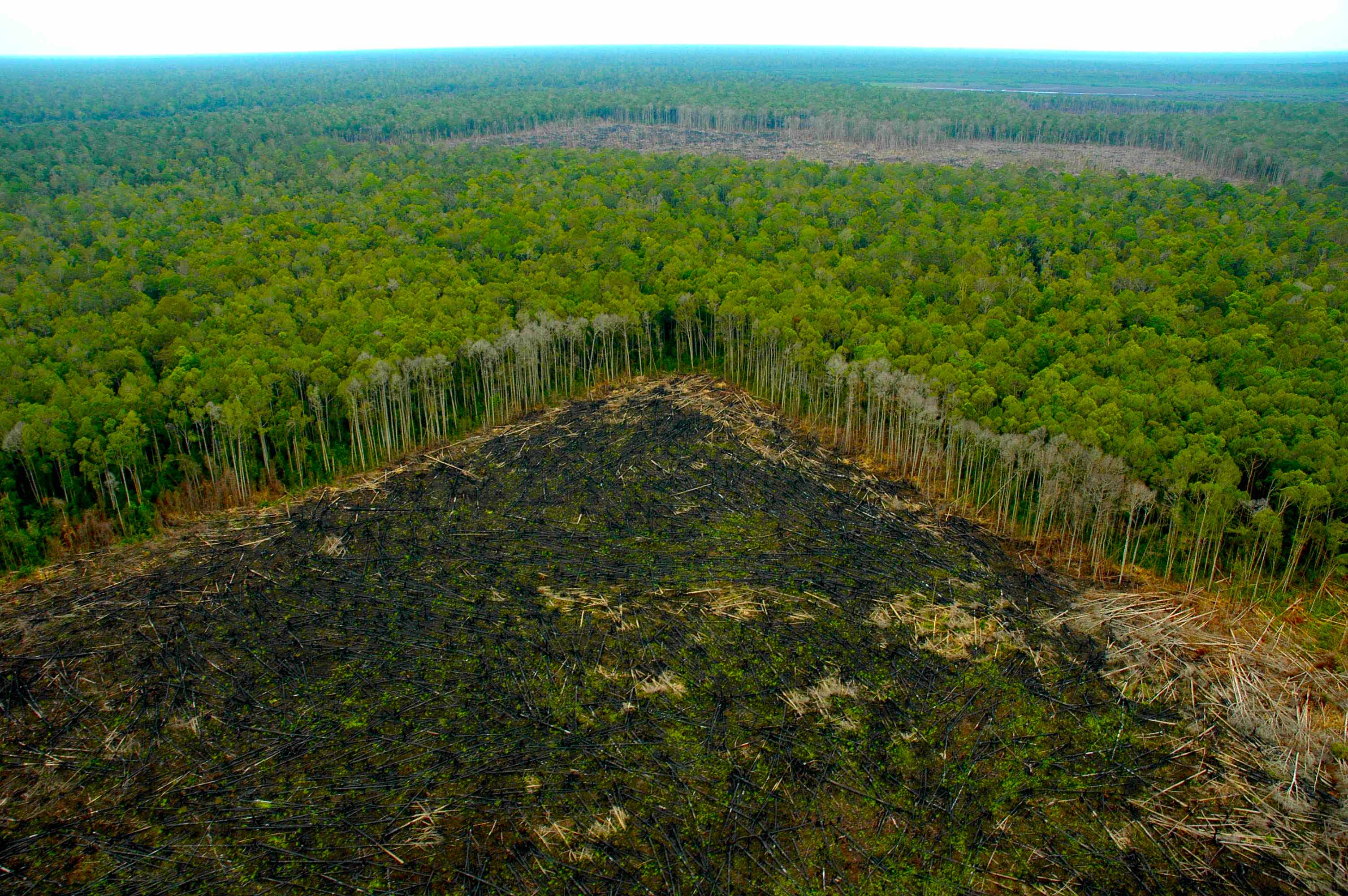 Voces de la Panamazonía – 05 abril 2018