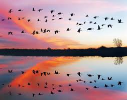 Migración: A ejemplo de las aves migratorias