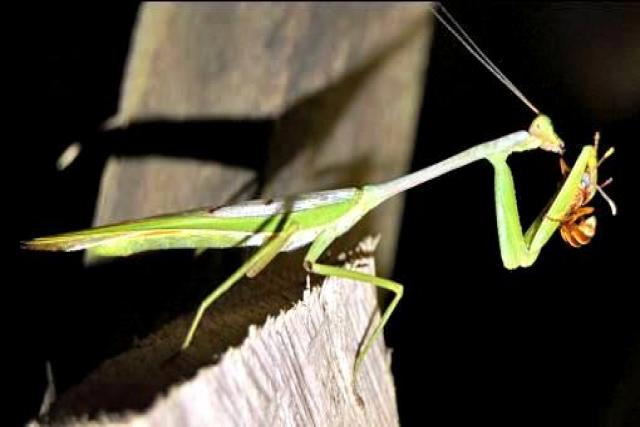 Bolivia: Un solo árbol puede albergar 10 mil especies de insectos