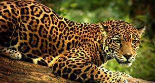 Bolivia: Crecen avistamientos de jaguares por cambios en su hábitat