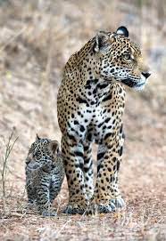 Bolivia: Crecen avistamientos de jaguares por cambios en su hábitat