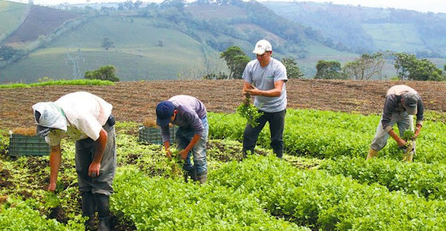 República Dominicana: La agricultura familiar garantiza alimentación y mejora la economía de la familia.