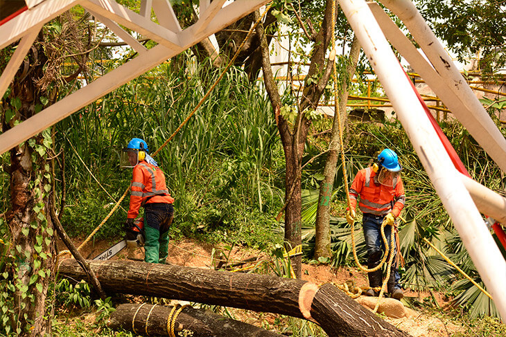 México: Aprovechamiento forestal, una alternativa con futuro