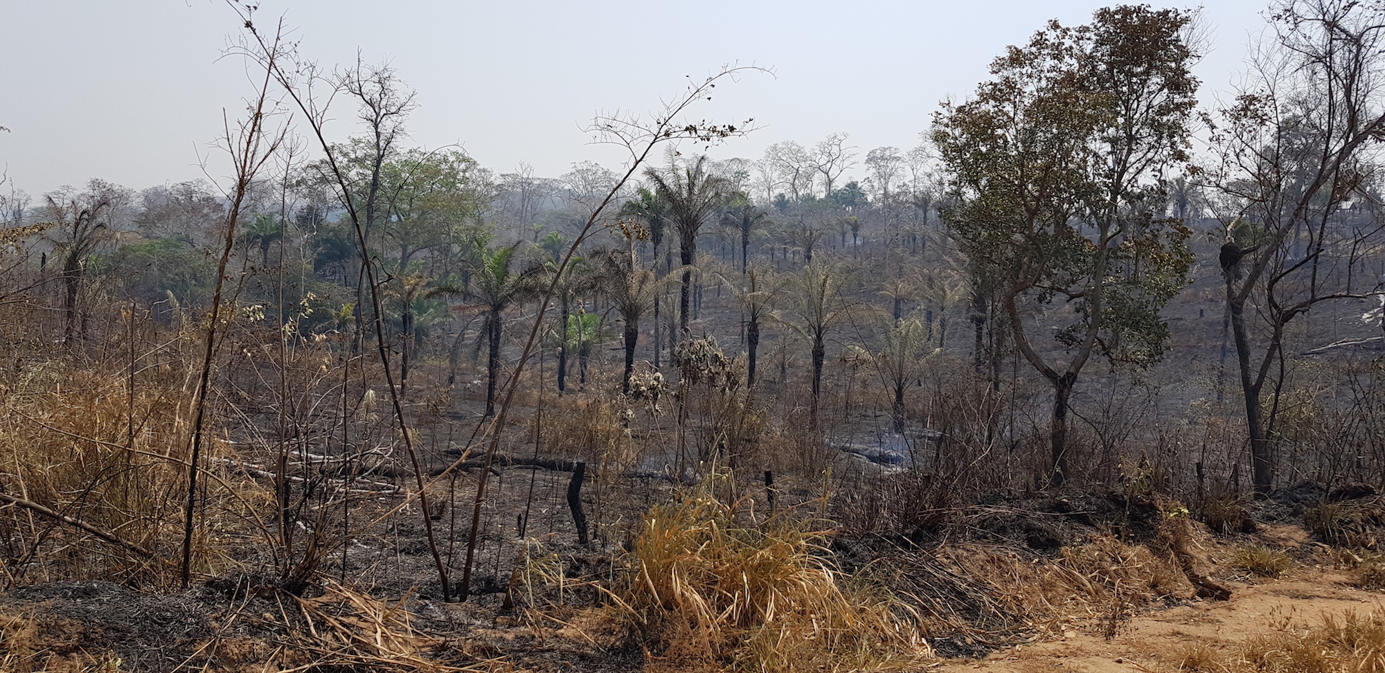 Bolivia: Incendios y desafíos forestales