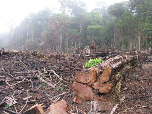 Deforestacion-amazonia-Brasil.jpg
