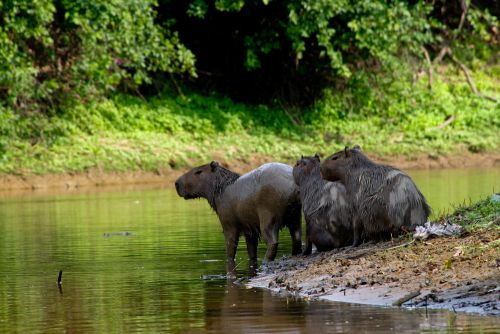 amazonia bolivia.jpg