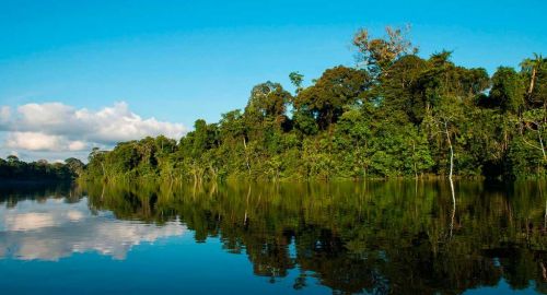 amazonia peru.jpg