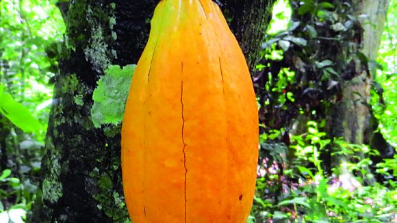 amazonico cacao.jpg