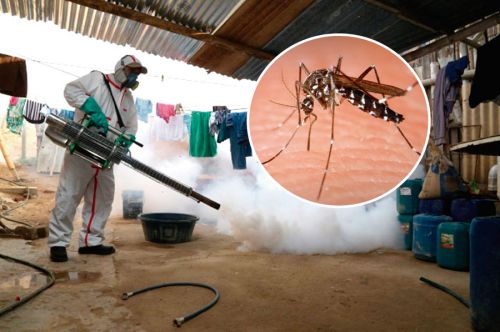 dengue-andina.jpg