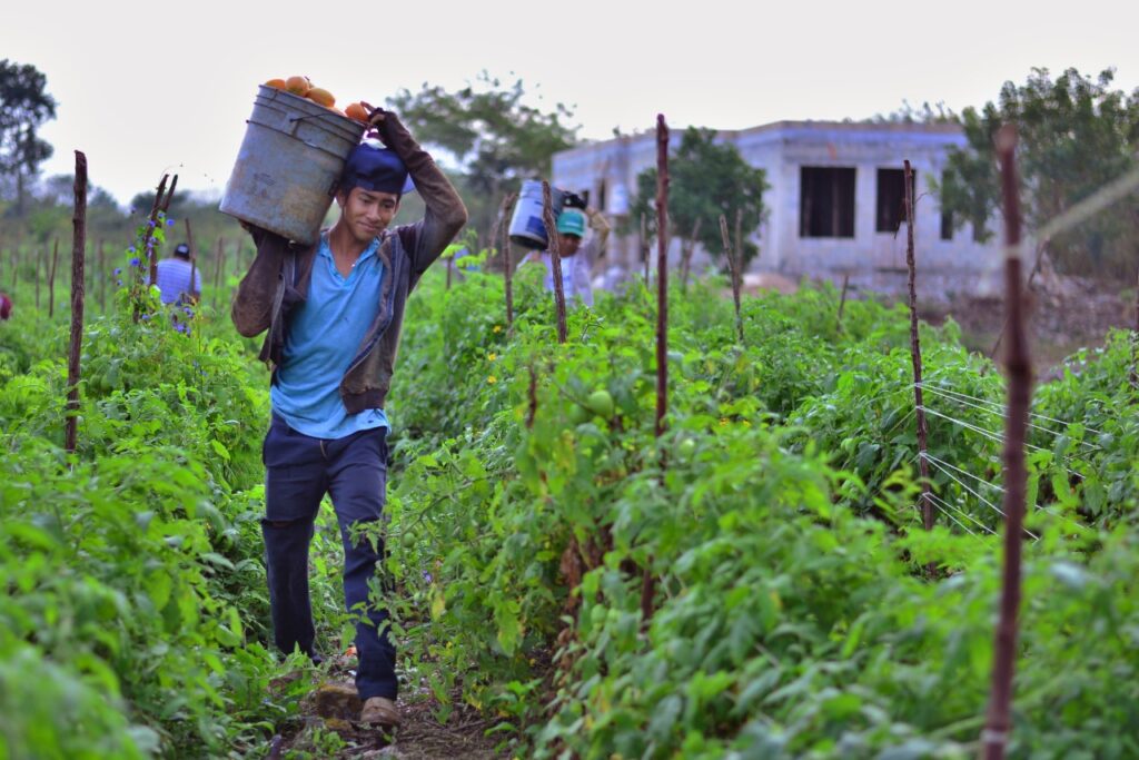 México: Roberto, jornalero agrícola comparte su experiencia de trabajo