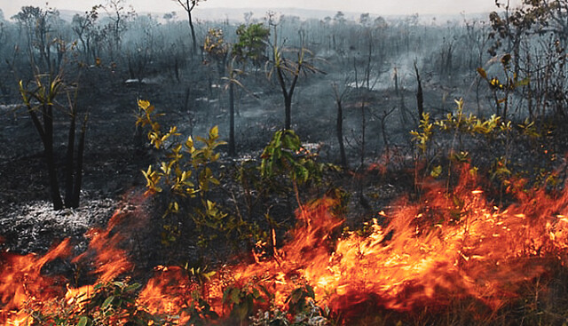 Venezuela: Ecologista considera que Bolsonaro debería ser juzgado