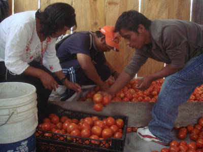Guatemala: Se realiza mercado campesino para promover la economía alternativa