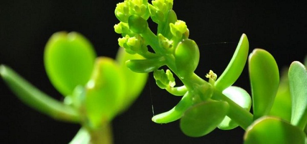 México: La medicina natural ancestral sigue aportando al cuidado de la salud