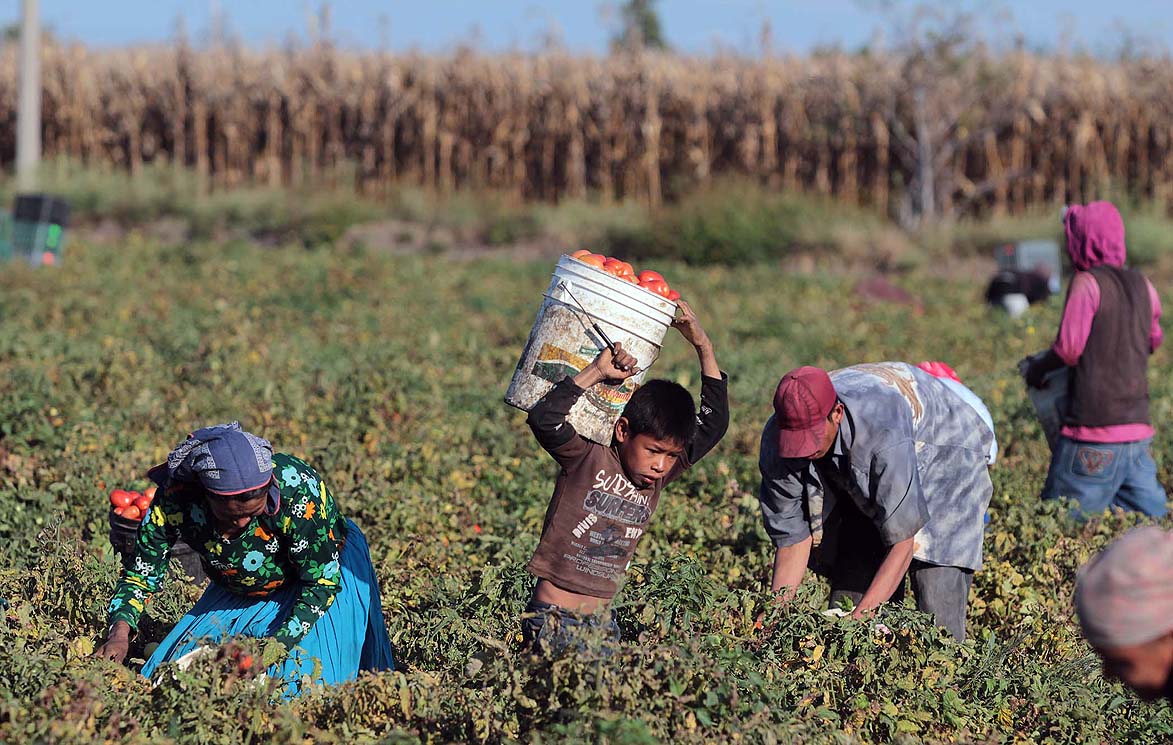 México: Jornaleros agrícolas son maltratados en los campos de cultivo.