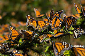 México: Amenaza de la mariposa monarca por herbicidas