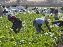 México Trabajador de campos agrícolas habla sobre la difícil situación en la que laboran