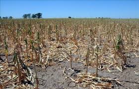 México: En Hidalgo y Veracruz la sequía pone en peligro el maíz