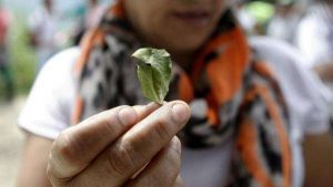 colombia cultivos uso ilicito.jpg