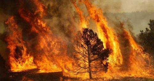 incendios-bolivia.jpg