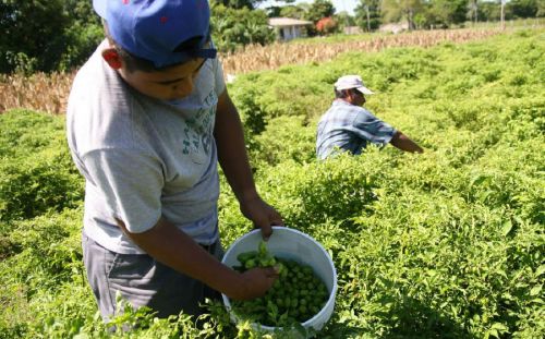 los-jornaleros-agricolas-en-mexico.jpg